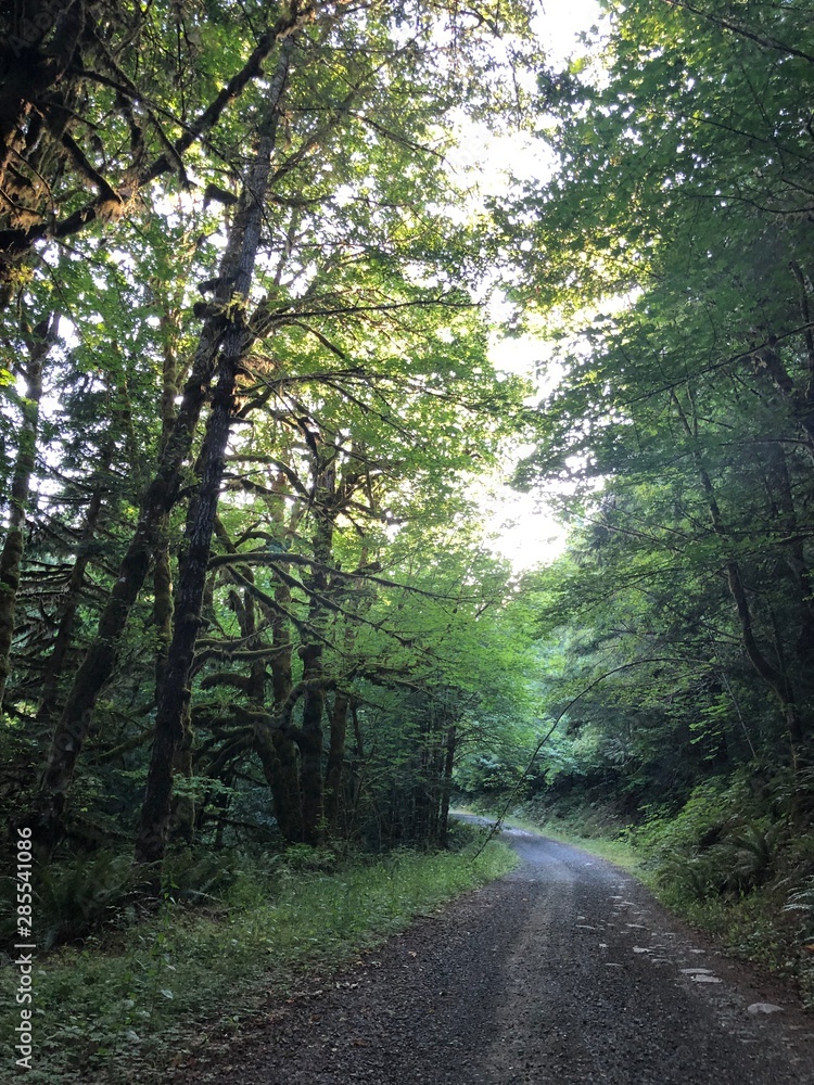 Fototapeta premium road in the forest