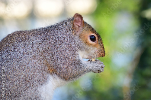 Sidee view of a gray squirrel (sciurus carolinensis) eating a nut photo