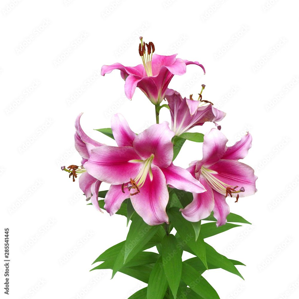 Oriental Lily Cutout Oriental Lily Cutout