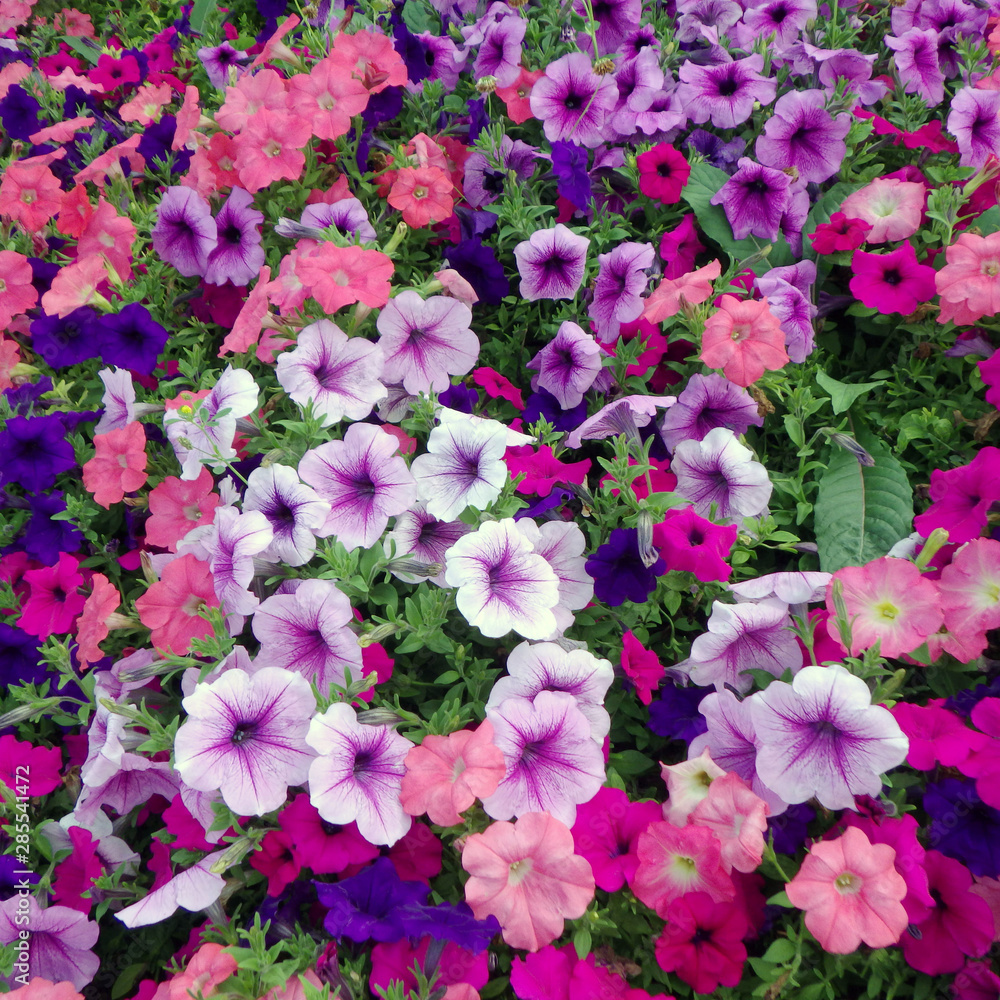 Petunia Party Petunia Party