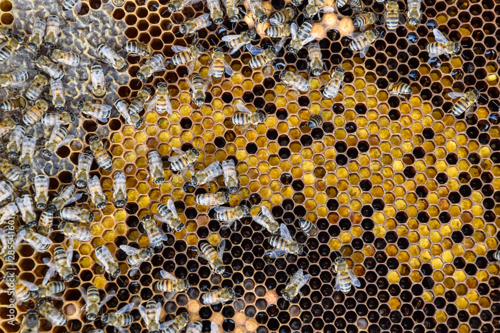 Honey bees on the home apiary Honey bees on the home apiary