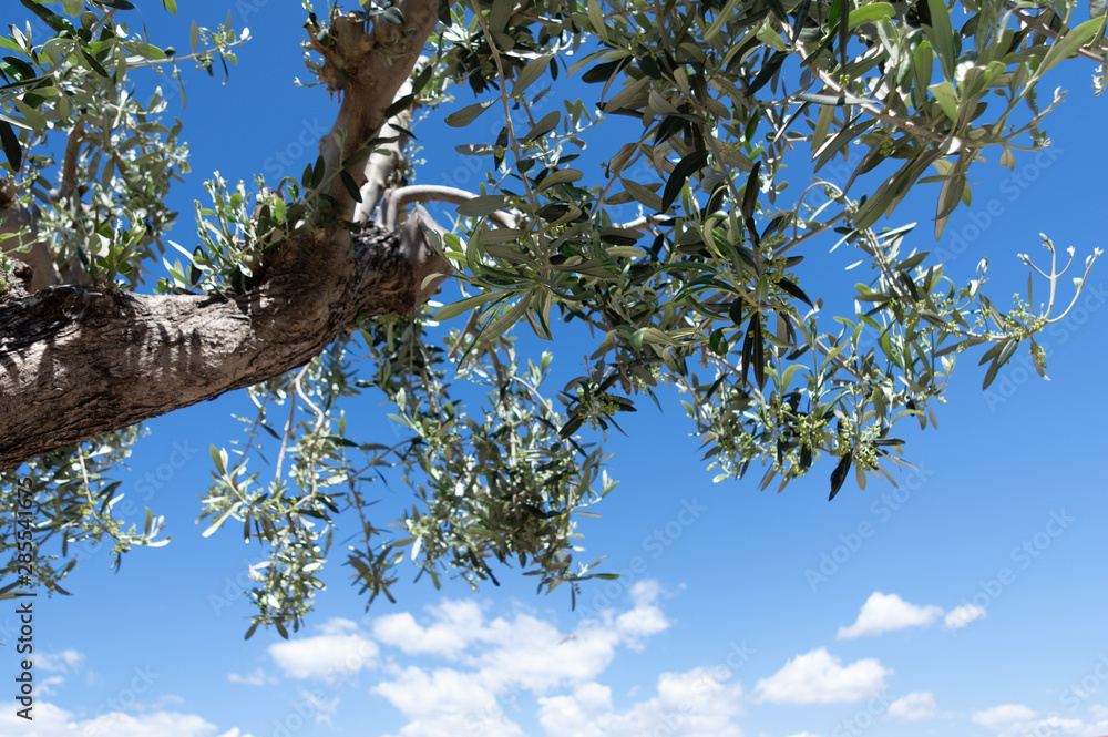 Fototapeta premium A spring day view of the sky and trees