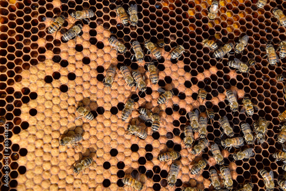 Honey bees on the home apiary Honey bees on the home apiary