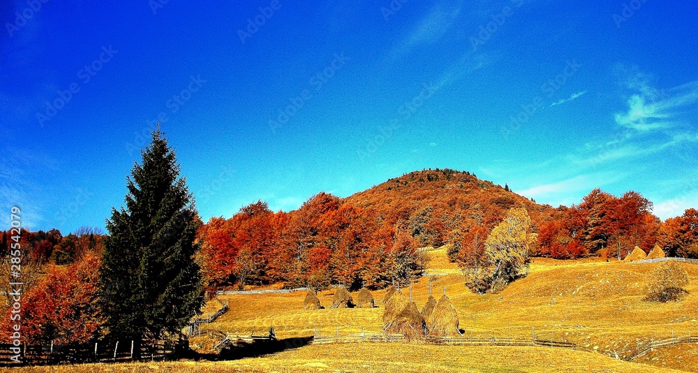 landscape with trees on the hill in autumn