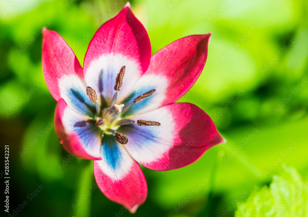 Fototapeta premium Little Beauty