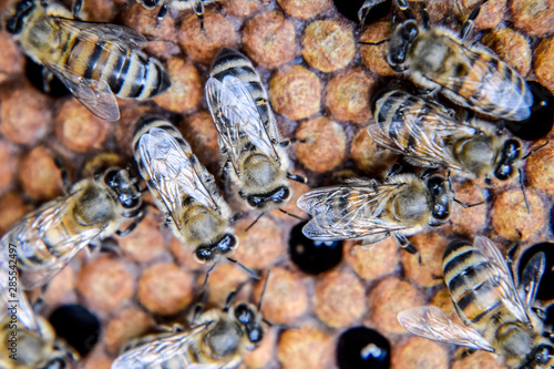 Macro photograph of bees. Dance of the honey bee. Bees in a bee hive on honeycombs. © eleonimages
