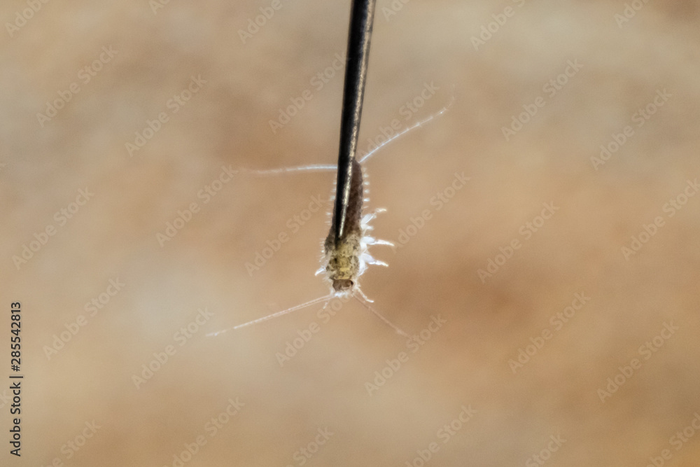 Silverfish on a needle. Pest books and newspapers. Insect feeding on paper - silverfish Silverfish on a needle. Pest books and newspapers. Insect feeding on paper - silverfish