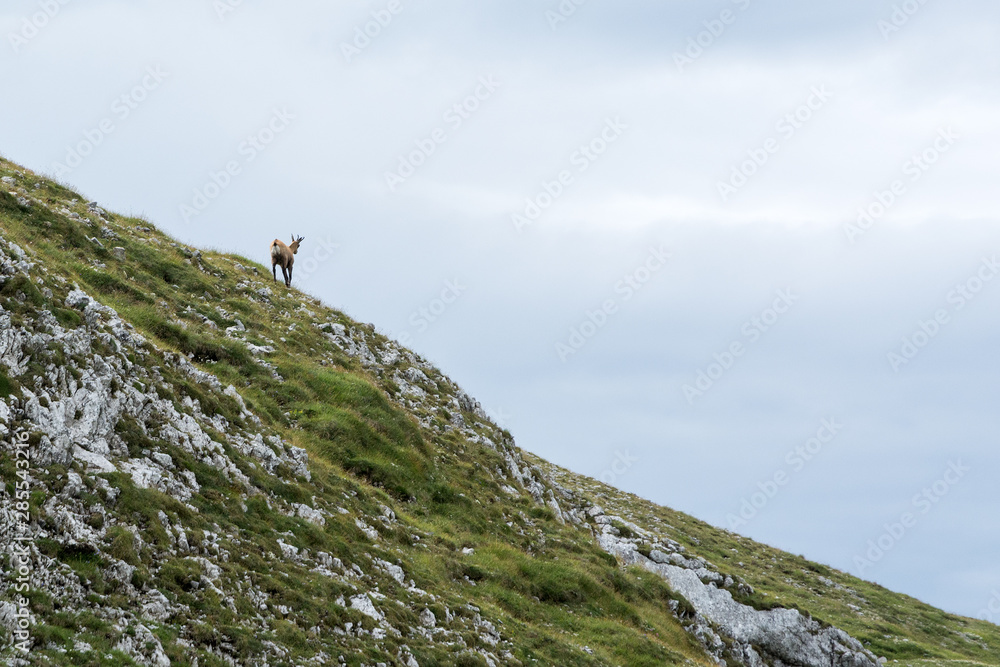 view of a chamois on a mountain ridge, Alps