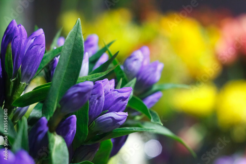 Extreme close-up of a bouquet of fresh alstroemeria flowers  closed buds on a blurred background of a flower shop