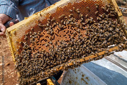 Honeycomb in a bee farm