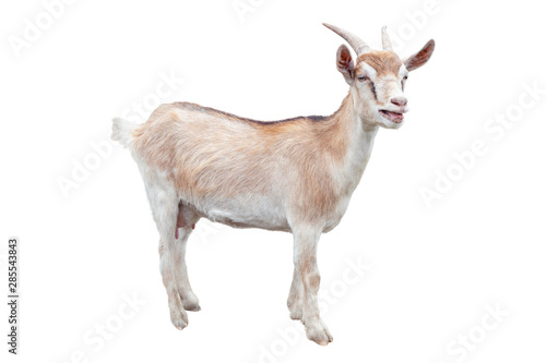 Goat isolated on a white background. Farm animal.