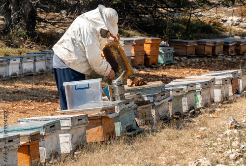 Honeycomb in a bee farm