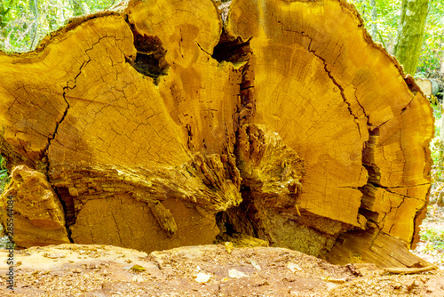 The cut down trunk of an old tree © Chris Jott