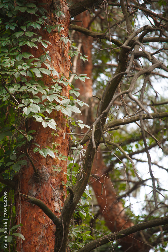 Obraz premium Pine forest with distorted old trunks entwined with wild grapes, selective focus