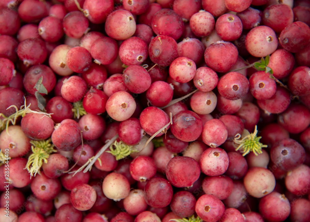 Cranberry background.Unripe cranberries close-up Cranberry background.Unripe cranberries close-up