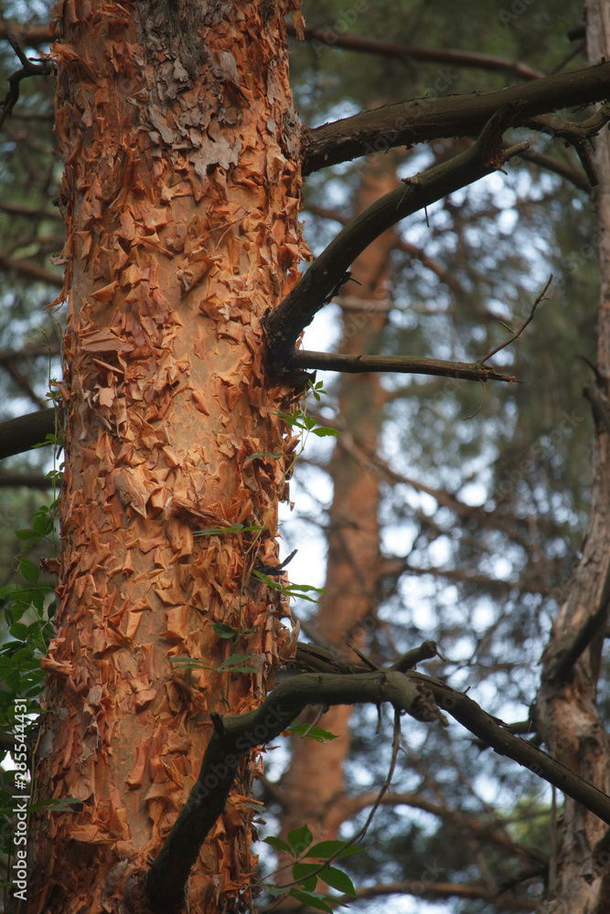 Pine forest with distorted old trunks entwined with wild grapes, selective focus Pine forest with distorted old trunks entwined with wild grapes, selective focus