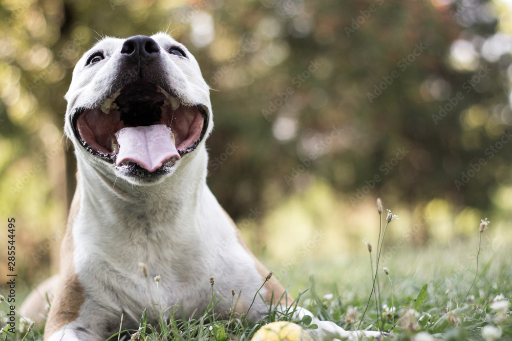 Happy pet dog on grass 