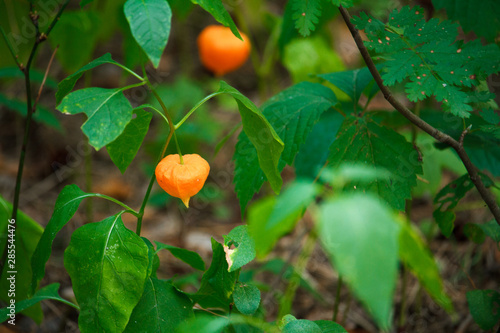 Close-up of orange fezalis flowers on green branches on blurred forest background, selective focus photo