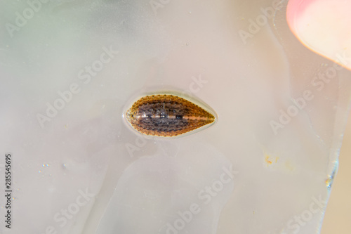 Leech on the glass. Bloodsucking animal. subclass of ringworms from the belt-type class. Hirudotherapy photo