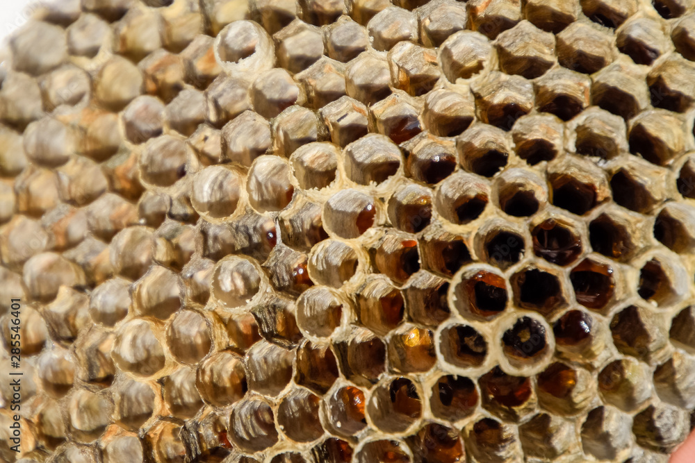 The nest is aspen, polist. The aspen nest at the end of the breeding season. Stocks of honey in honeycombs. Aspen honey. Vespa