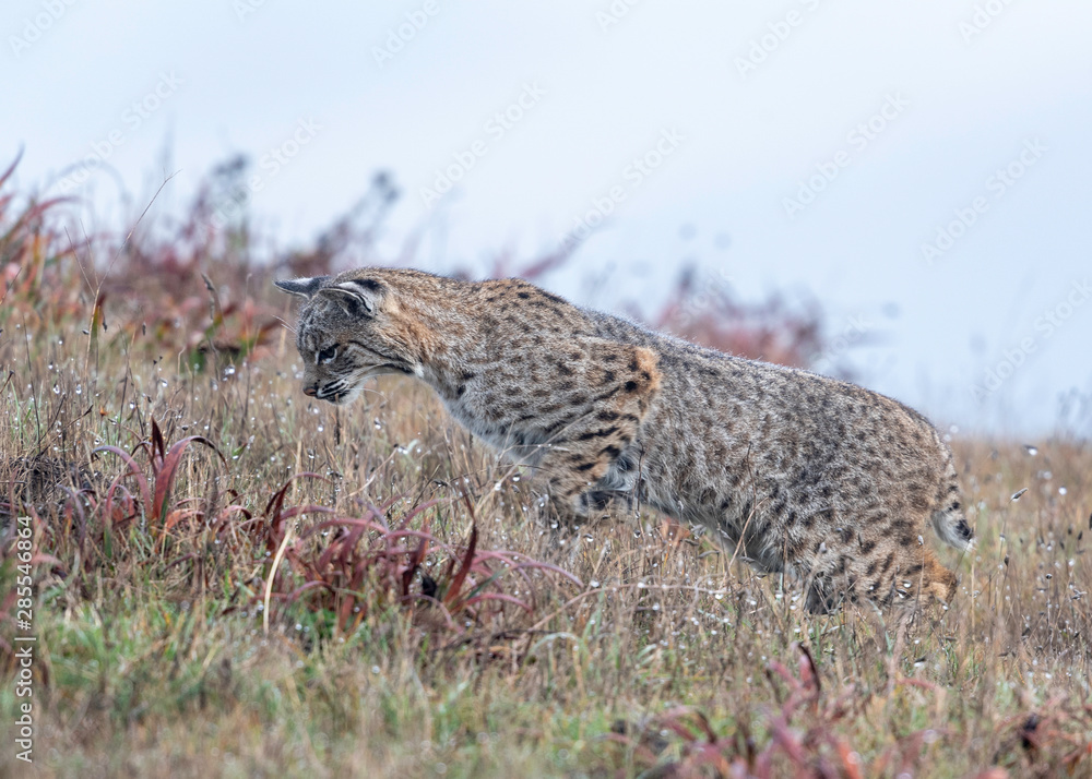Bobcat hunting in Point Reyes National Seashore, California 