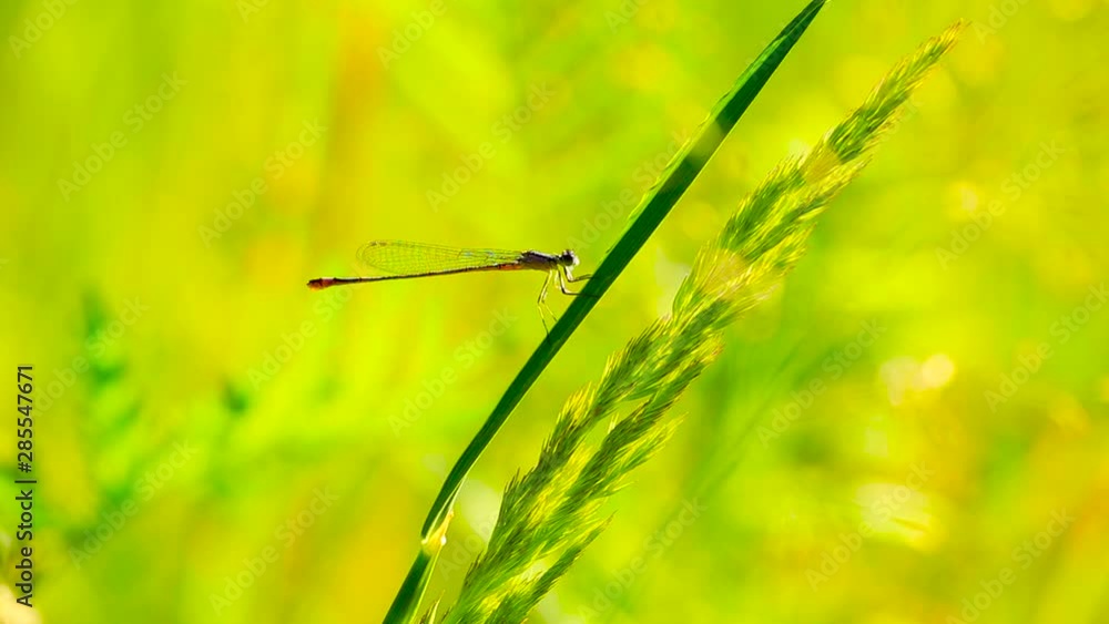 Static close up shot of a female dragonfly resting on ryegrass, slightly moving in the wind, on a sunny day Static close up shot of a female dragonfly resting on ryegrass, slightly moving in the wind, on a sunny day