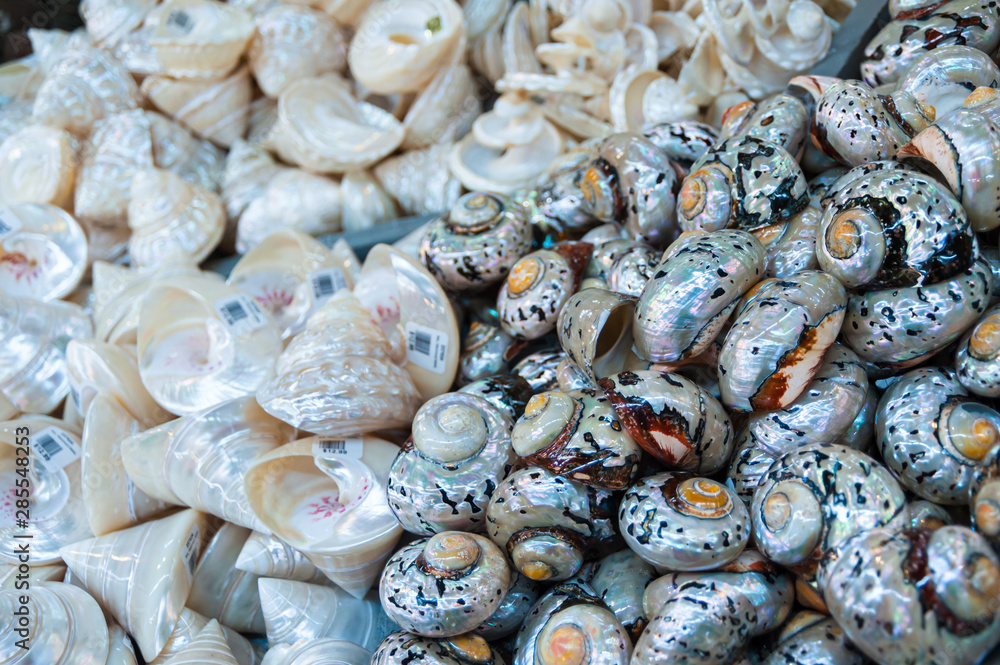 Sea Shells Souvenirs at the Souvenir store