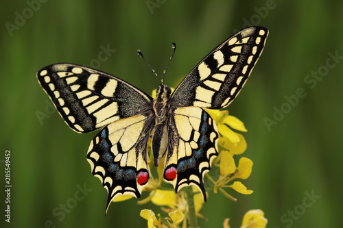 Swallowtail butterfly ; Papilio machaon photo