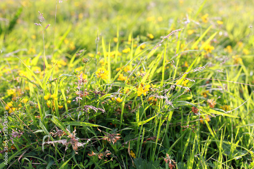 Evening sunlight through a meadow grasss and yellow flowers