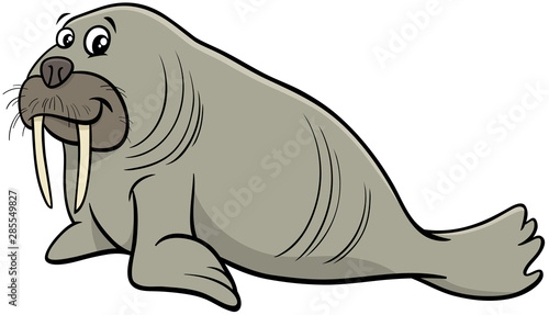 walrus wild animal character cartoon illustration