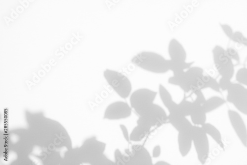Overlay effect for photos and mockups. Gray shadow of the wild roses leaves on a white wall. Abstract neutral nature concept blurred background. Space for text.
