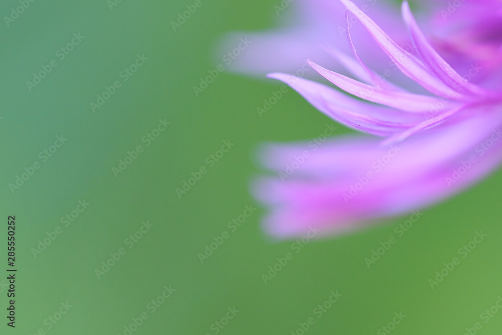 Φωτογραφία photo close-up of pink petals of wild flowers