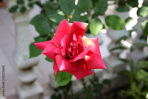 Rosa
