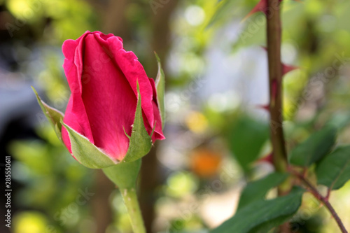 Rosa