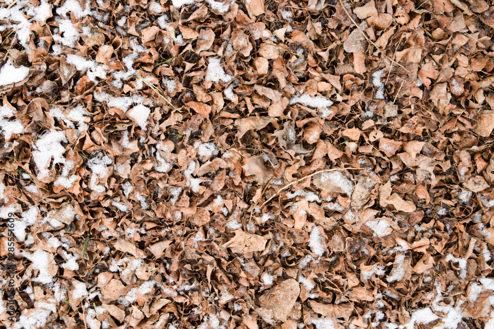 Dry fallen leaves on the ground. Slightly covered with snow leaves. Background of leaves, texture Dry fallen leaves on the ground. Slightly covered with snow leaves. Background of leaves, texture