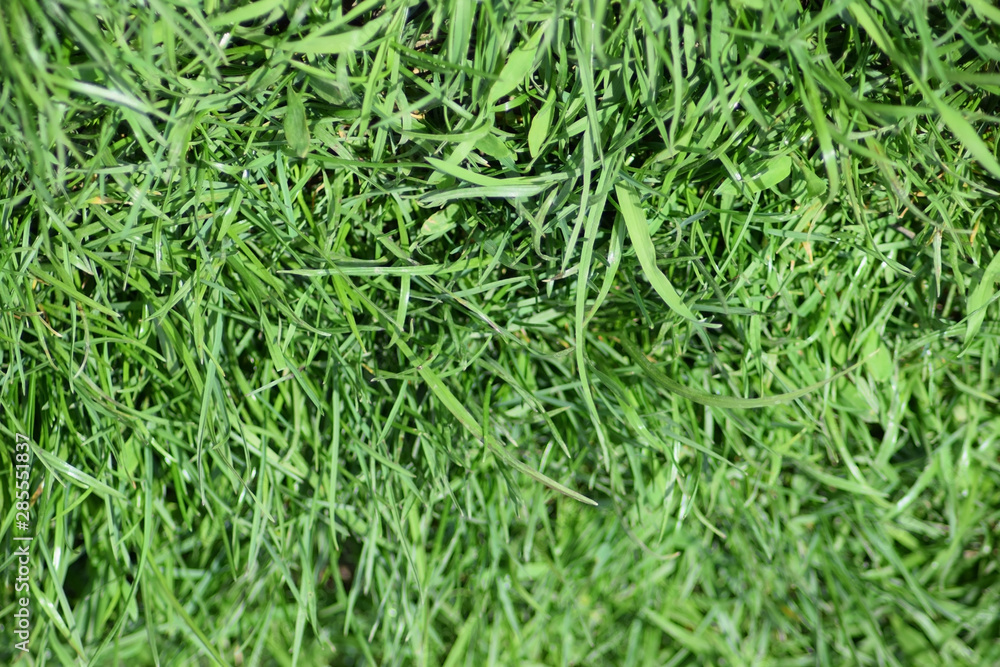 Field of young green barley Field of young green barley