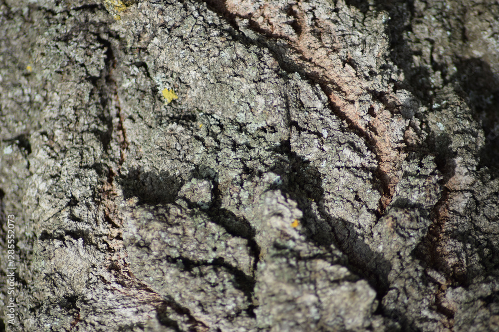 Background from tree bark Background from tree bark
