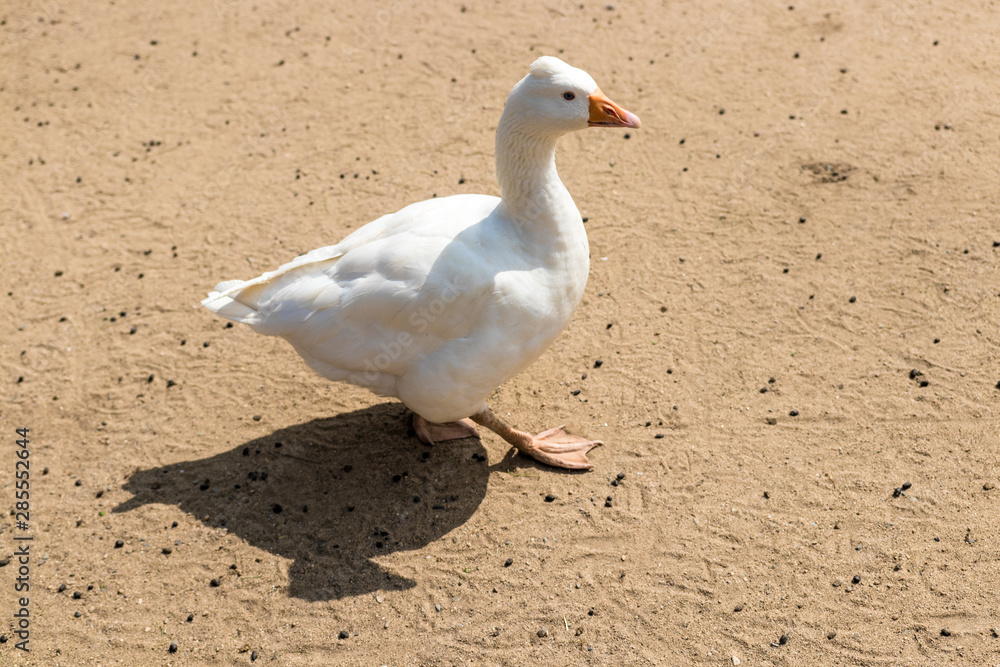 Fototapeta premium Domestic goose standing on the sandy ground