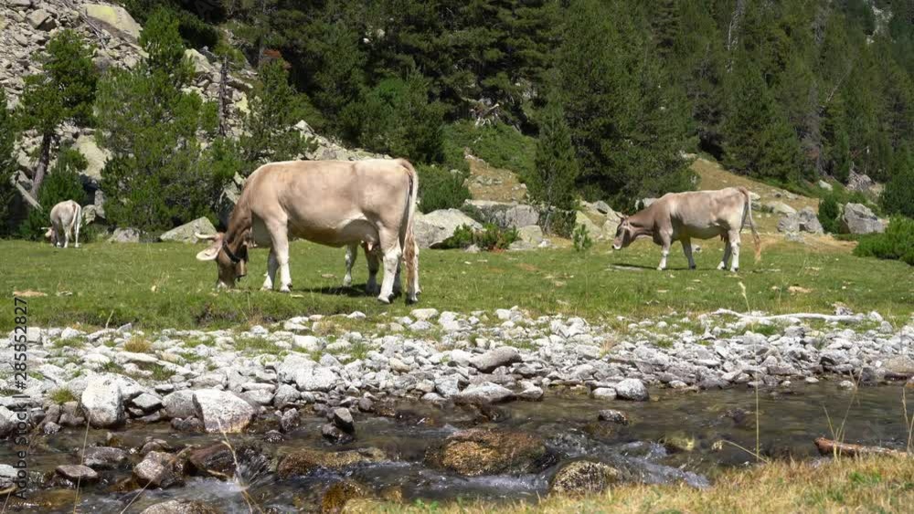 cows graze in a meadow in an ecologically clean area in the mountains cows graze in a meadow in an ecologically clean area in the mountains