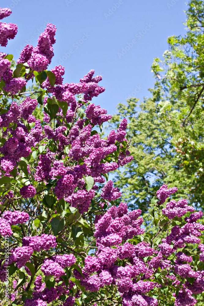 A branch of a flowering flowers lilac against blue sky