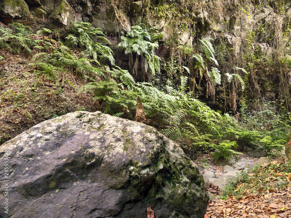 Cubo de la Galga landscape with lianas water jungle-like and wild