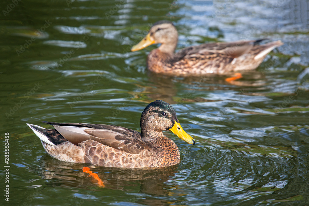 Wild migratory duck swims in the water, City park, pond, river or lake, close-up. Wild migratory duck swims in the water, City park, pond, river or lake, close-up.