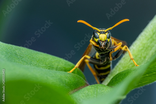 Closeup of a wasp in the garden