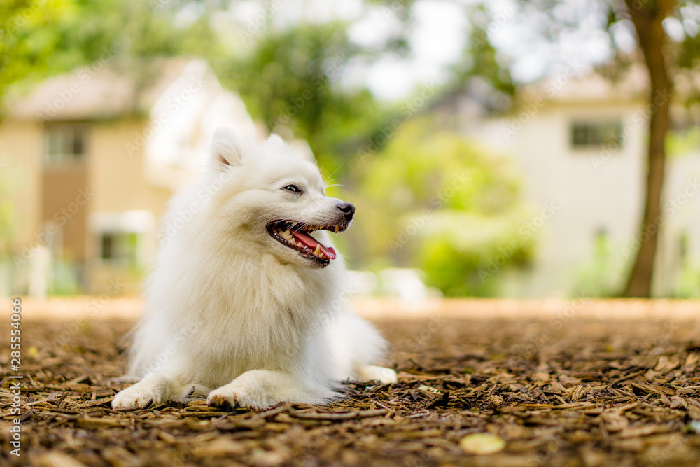 日本スピッツ 白い犬 Japanese Spitz Stock Photo Adobe Stock