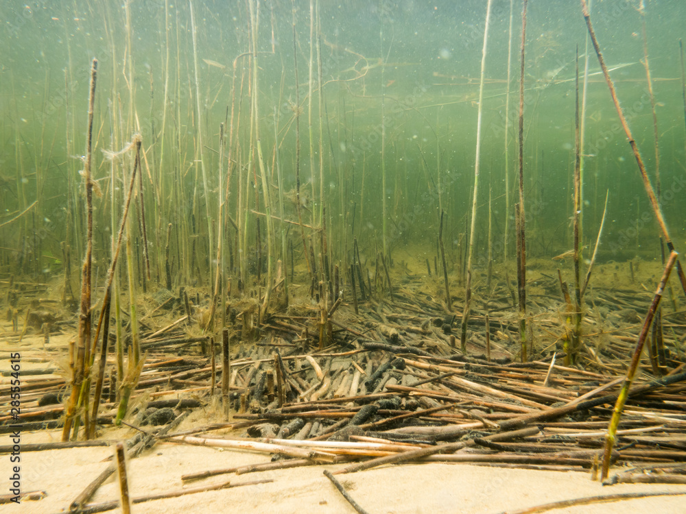Dead reeds on lake bottom