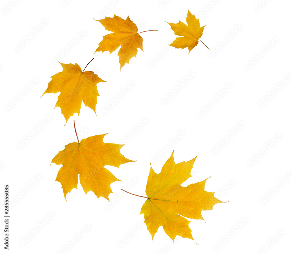 Spiral flying heap of maple tree yellow autumn leaves Spiral flying heap of maple tree yellow autumn leaves