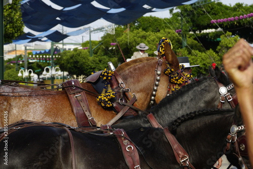 horse carriage concurso de enganches de carruajes de coches de caballos feria de malaga 2019 photo