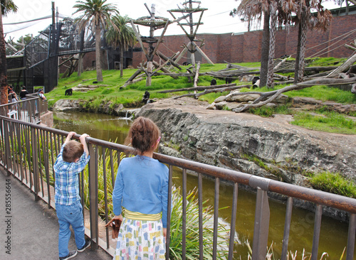 Photography children watching gorillas