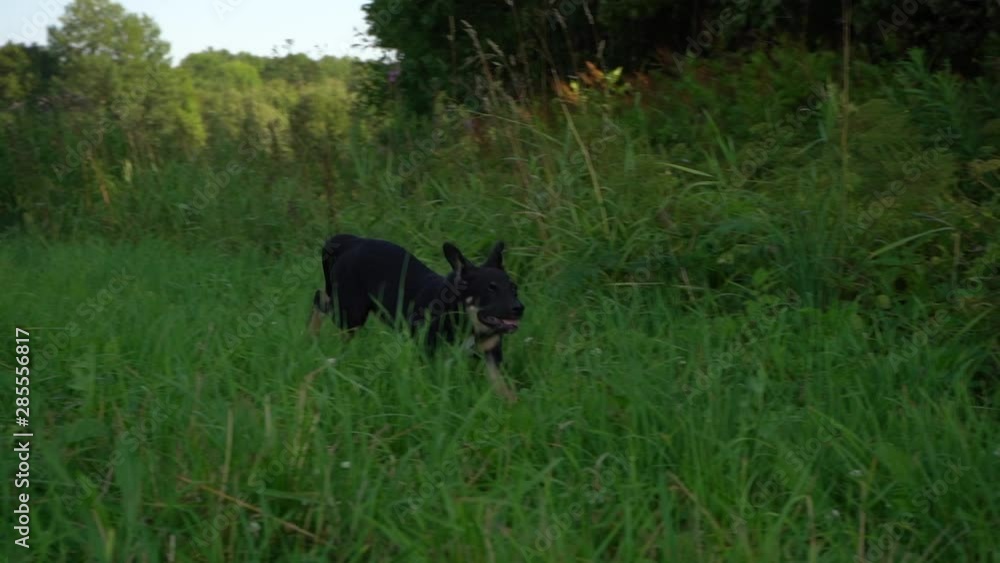 Cute black young dog is running across the field. Slow motion Cute black young dog is running across the field. Slow motion