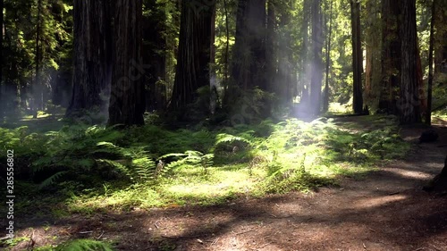Walk through the redwoods on foggy day